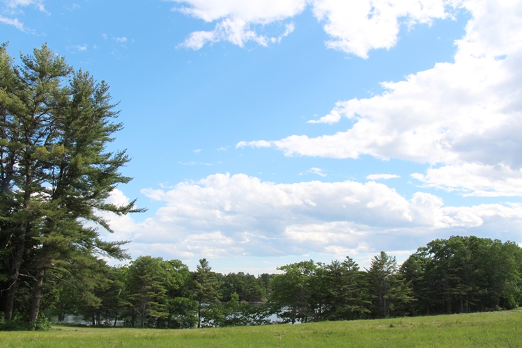 Maine meadow walk