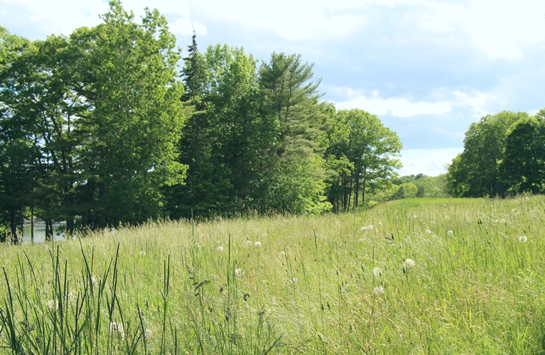 Maine Meadow walk