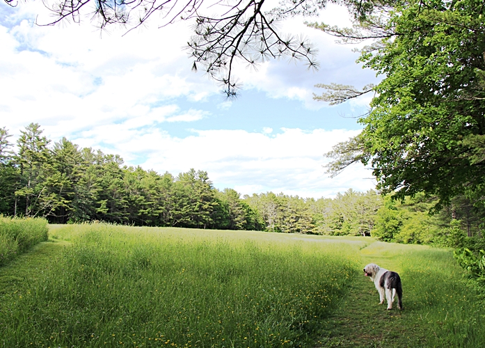 Maine Meadow walk