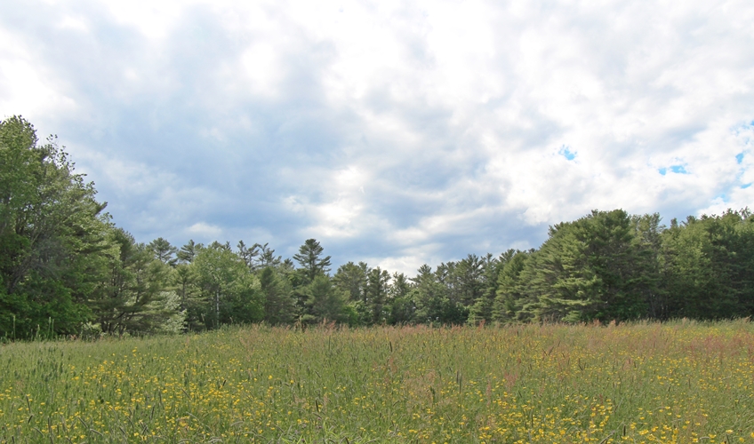 Sky over the meadow