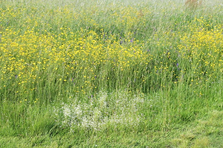 Maine Meadow walk