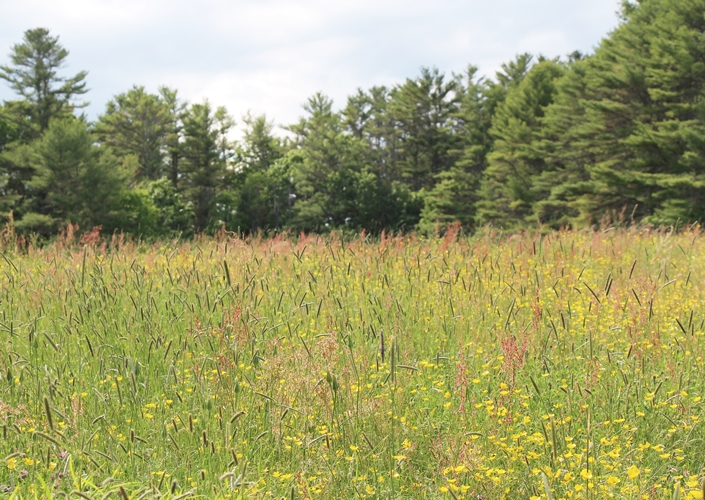 Maine Meadow walk