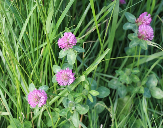 Pink clover