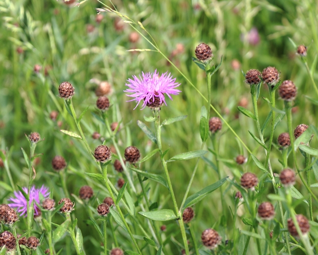 Centaurea