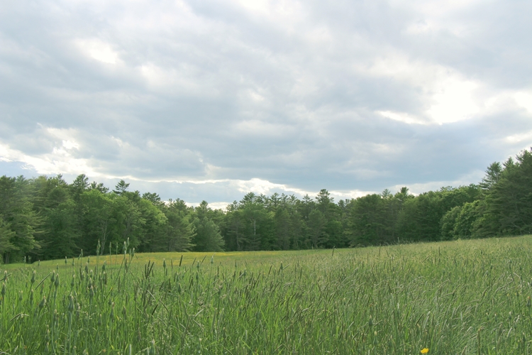 Sky over meadows