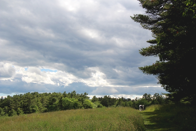 Maine Meadow walk