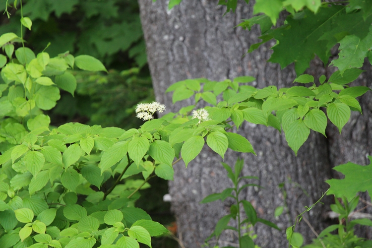 Cornus