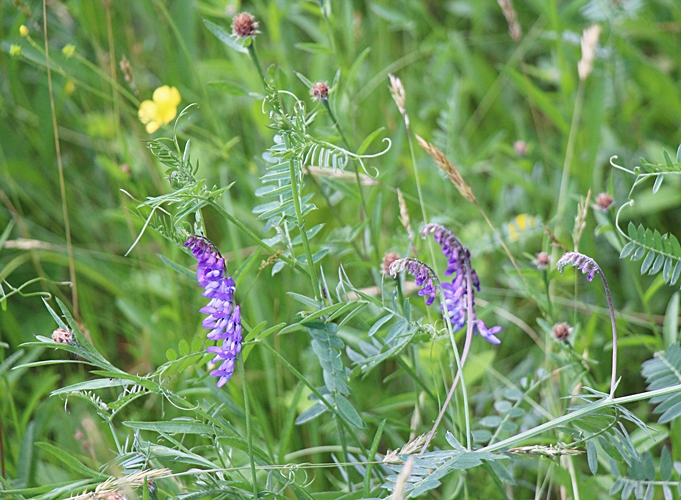 Vetch