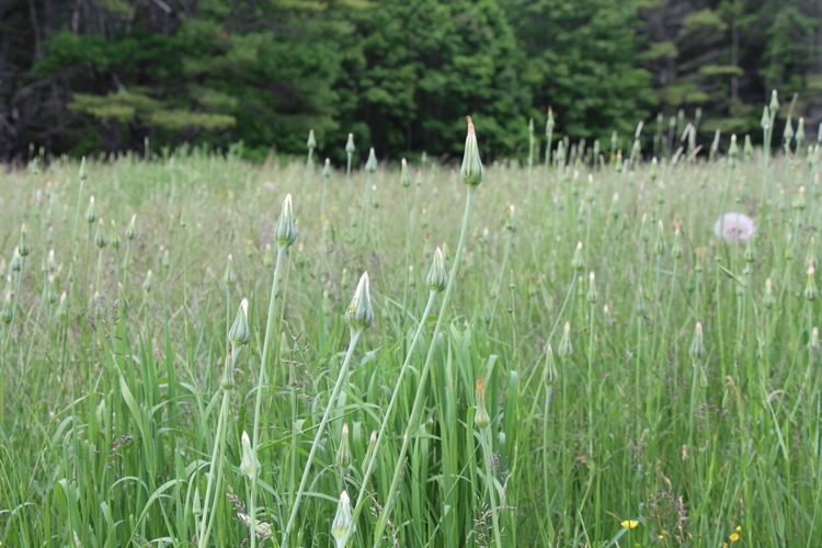 Salsify