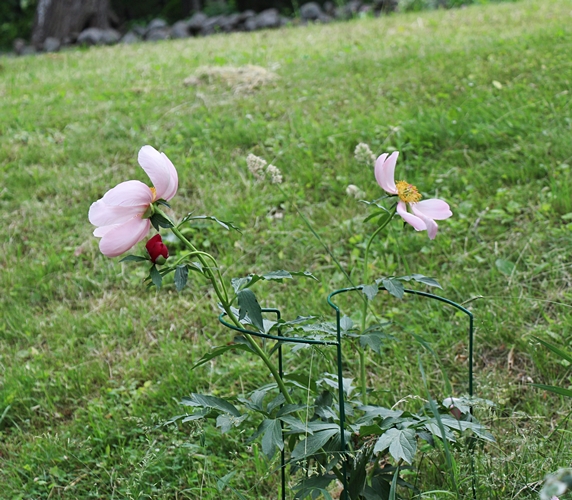 Pink Peony