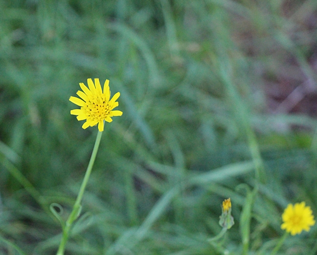 Salsify flower