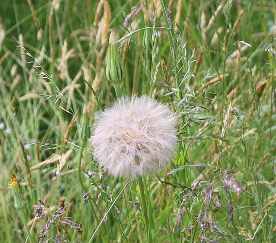 Salsify dock