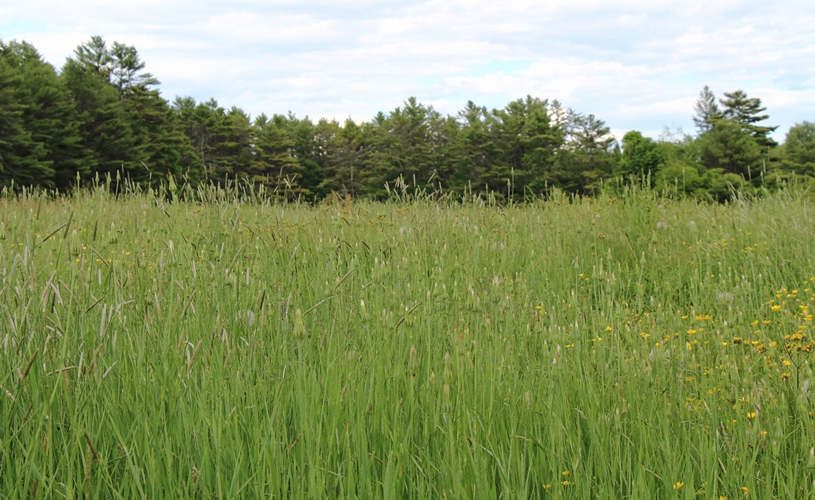 Meadow walk