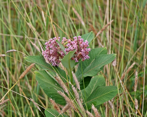 Asclepias syriaca 