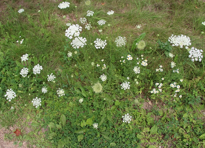 Queen Anne's Lace