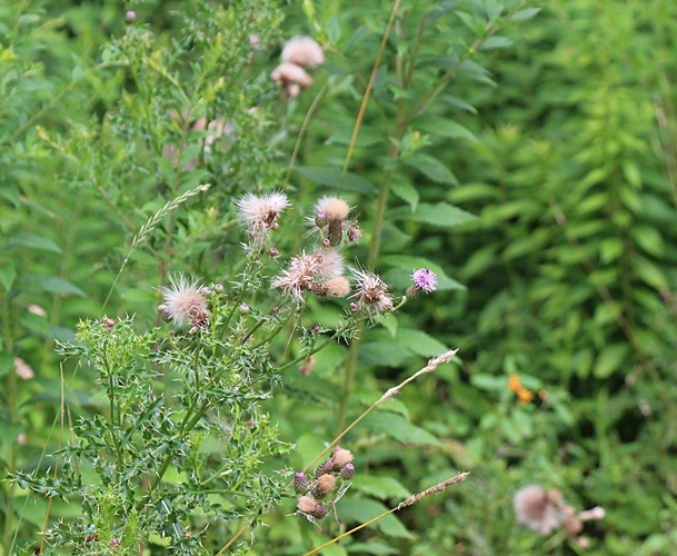 Thistle Heads