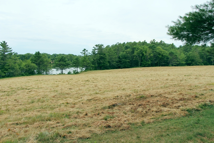 Meadow-July-31-16-h