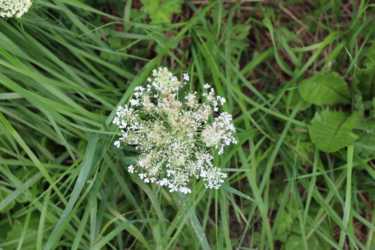 Queen Anne's Lace