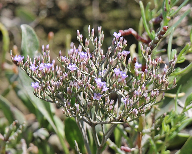 Sea Lavender