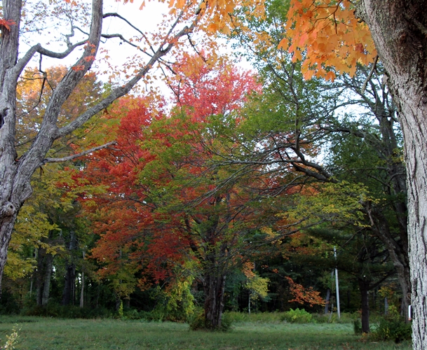 Fall in Maine