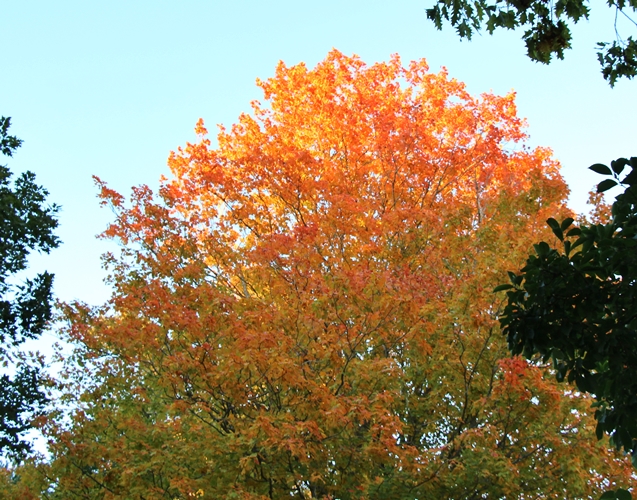 Fall Foliage- Maine
