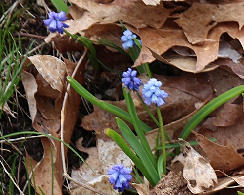 Muscari