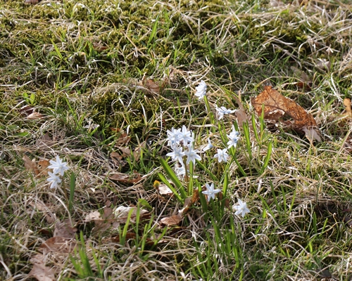 Scilla mischtschenkoana