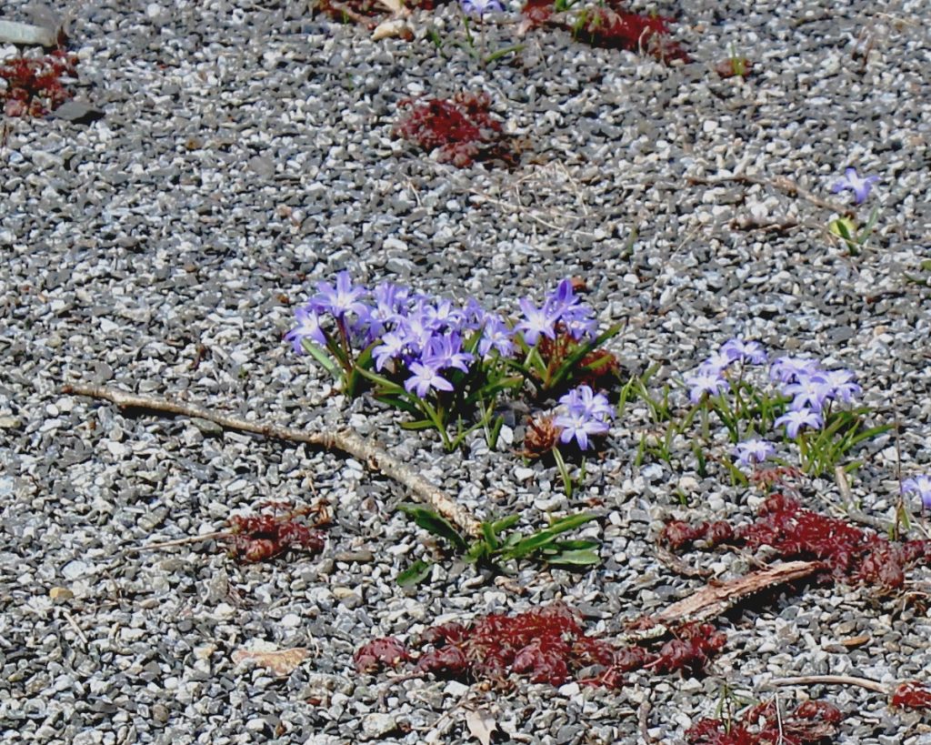 Chionodoxa