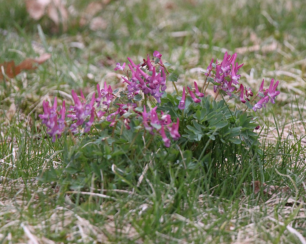 CORYDALIS