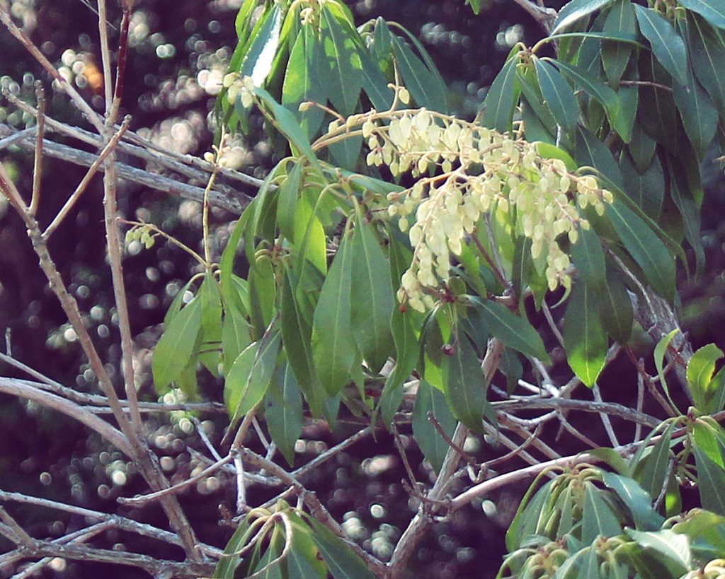 Pieris japonica