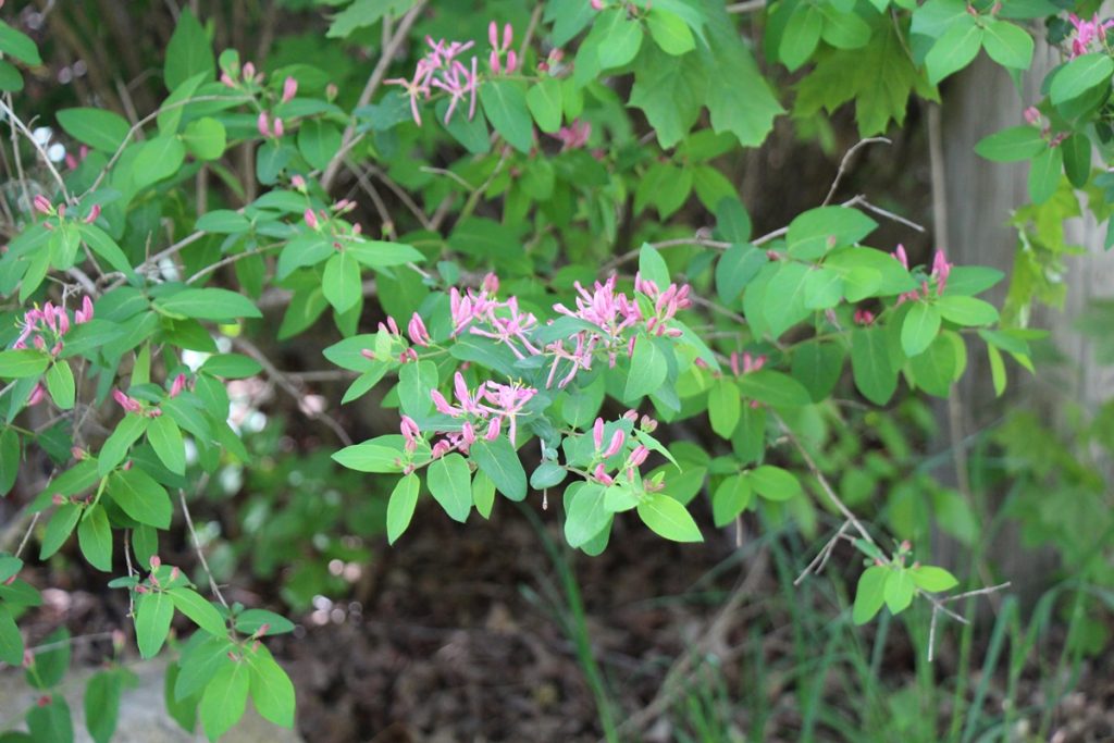 Wild Honeysuckle Bush