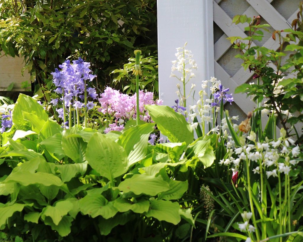 Spanish BluebellSSpanish bluebells ( Hyacinthoides hispanica )