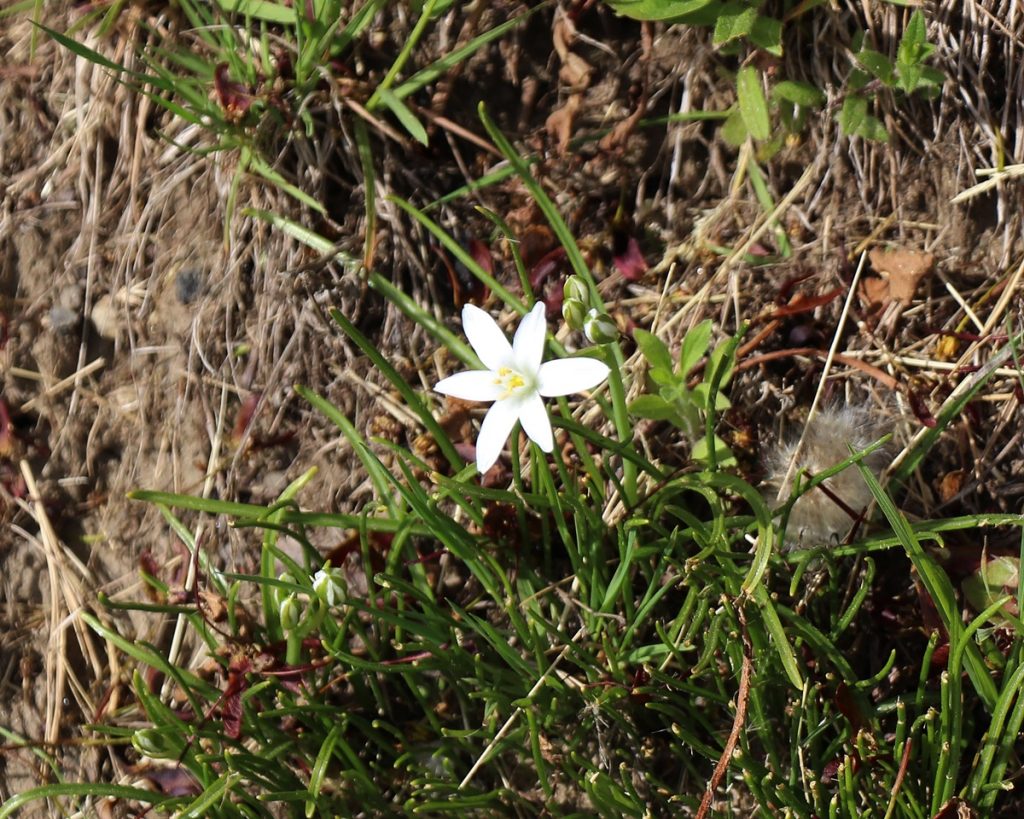 Star of Bethlehem ( Ornithogalum umbellatum )