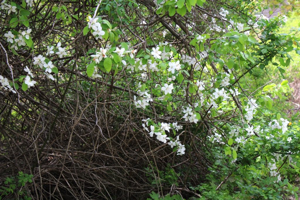 Wild Apple Blossoms