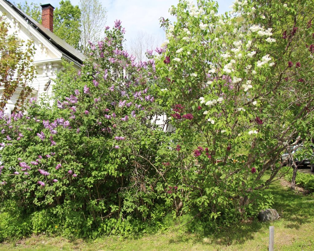 Lilacs