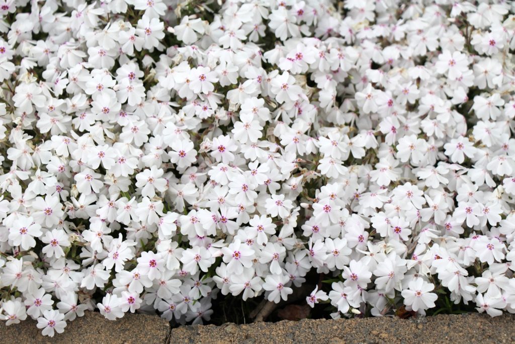 Creeping Phlox