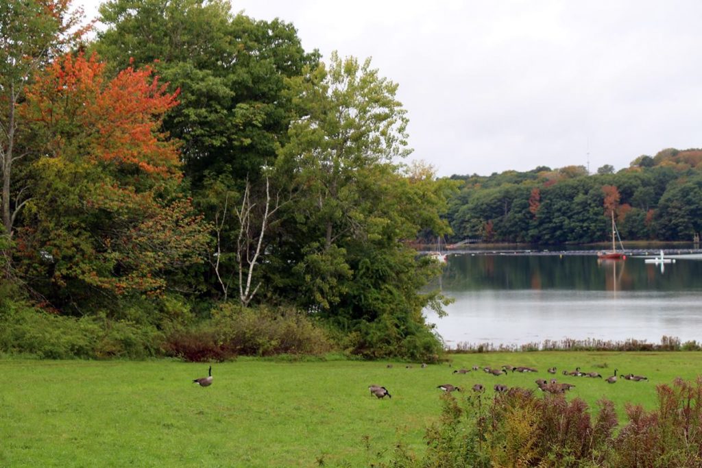 FALL ON THE DAMARISCOTTA RIVER