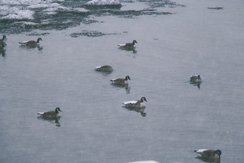 CANADIAN GEESE