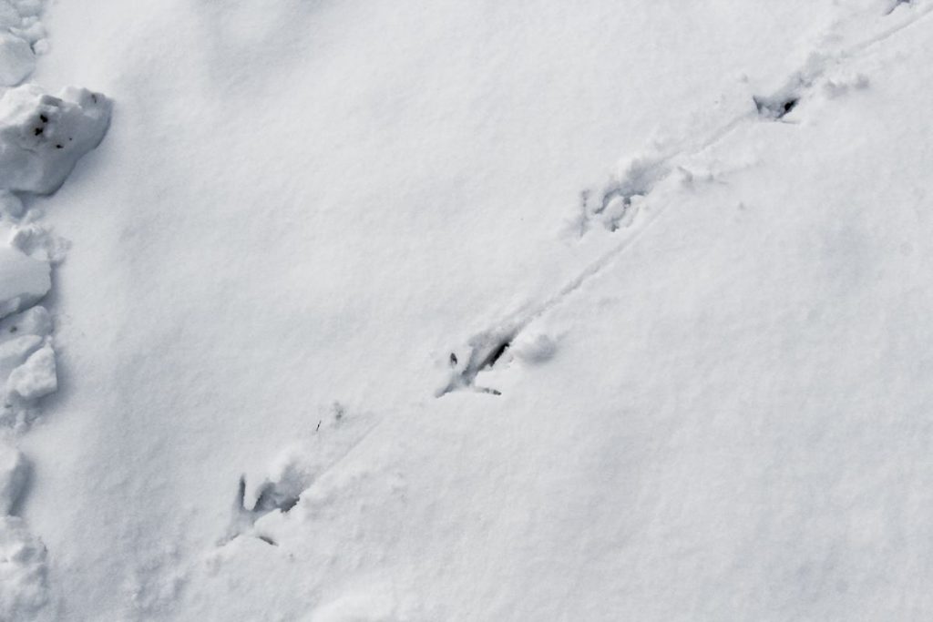 TURKEY TRACKS