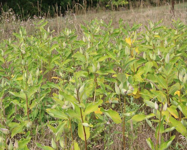 MILKWEED