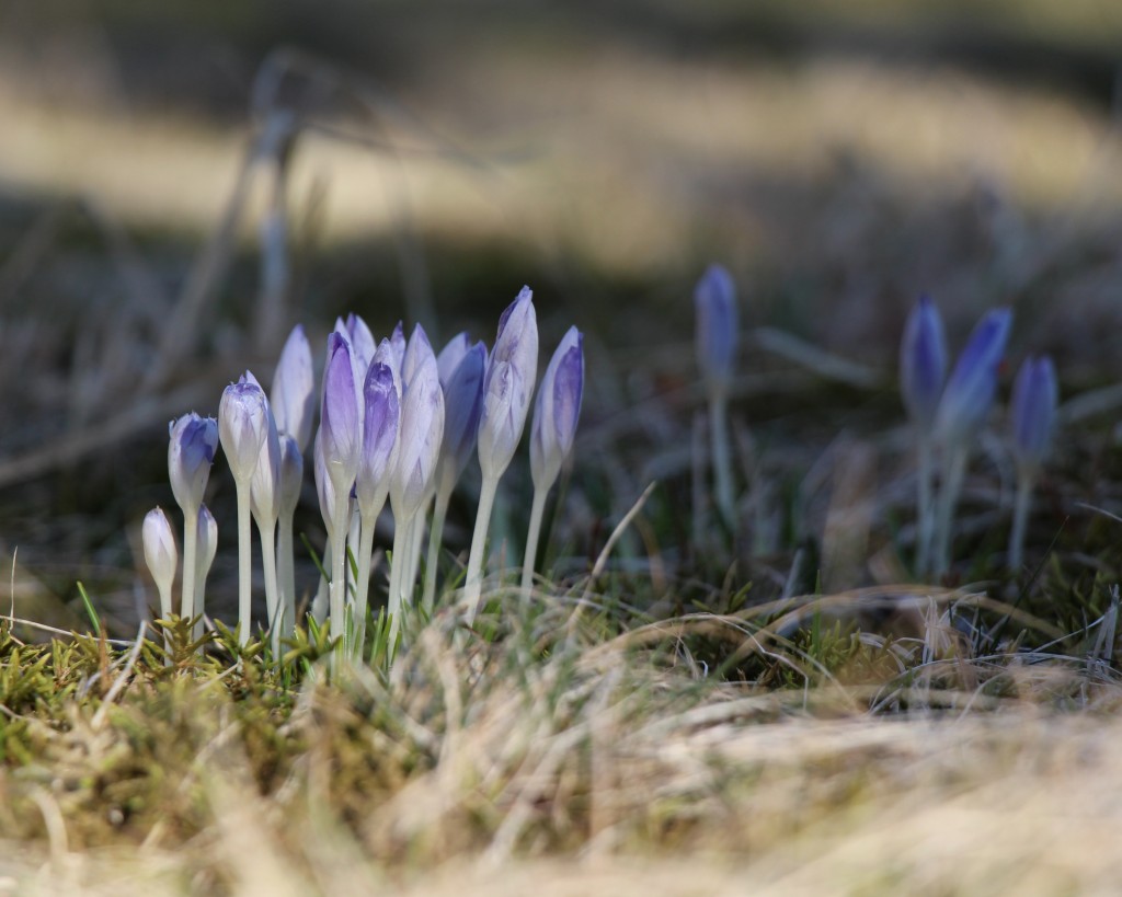 Early Species Crocus