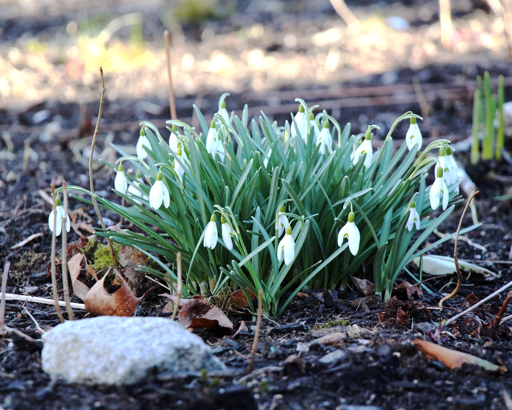 Snowdrops at Brick House Fabrics