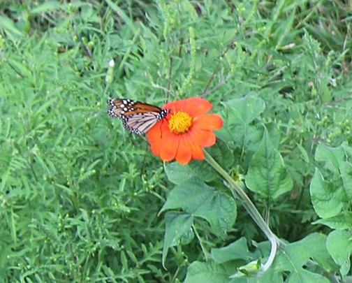 MONARCH BUTTERFLY ON TITHONIA