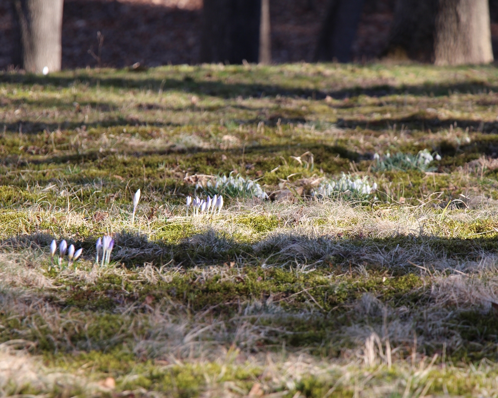 Crocus in Field at Brick House Fabrics