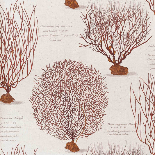 Red sea fan ocean coral Wallpaper