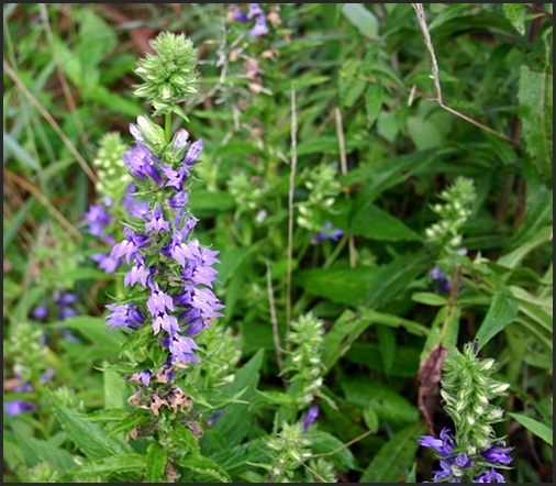 Lobelia siphilitica, Great blue lobelia