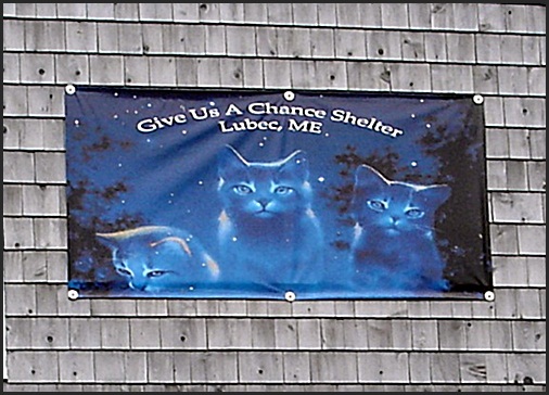 SOS Give us a chance cat shelter, Lubec, Maine