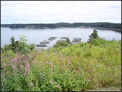 Campobello island weirs