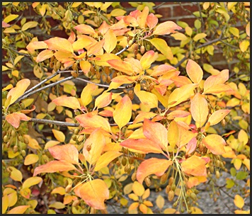 Enkianthus perulatus