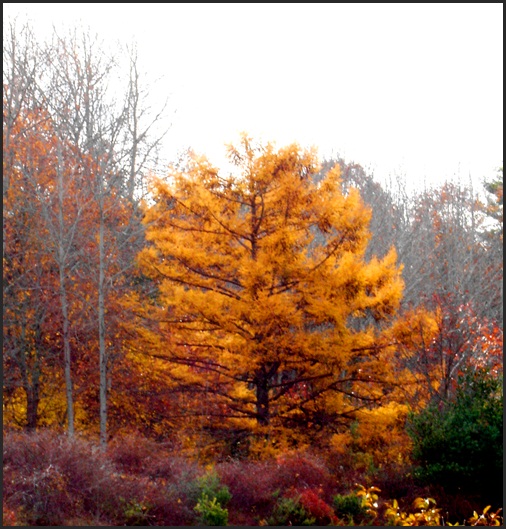 Larch Tree